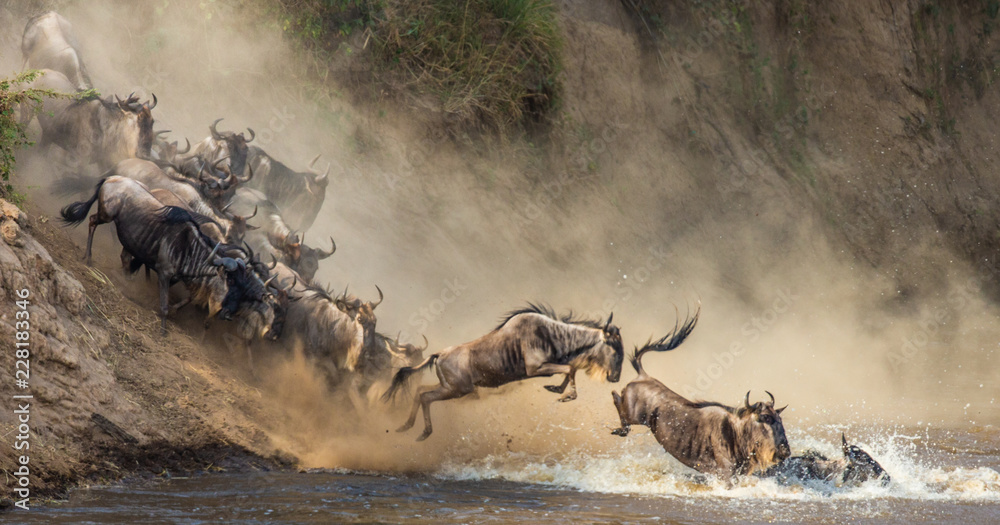 Wildebeests are crossing Mara river - obrazy, fototapety, plakaty 