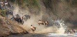 Fototapeta Sawanna - Wildebeests are crossing  Mara river. Great Migration. Kenya. Tanzania. Maasai Mara National Park.