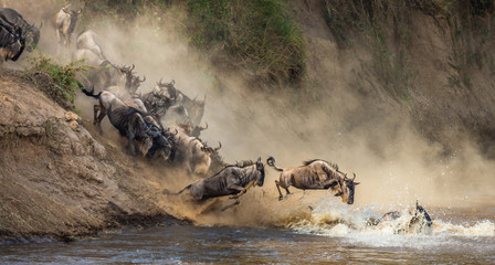 Wall Mural - wildebeests are crossing mara river. great migration. kenya. tanzania. maasai mara national park.