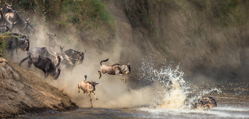 Wall Mural - Wildebeests are crossing  Mara river. Great Migration. Kenya. Tanzania. Maasai Mara National Park.