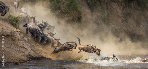 Fotomural Wildebeests are crossing Mara river