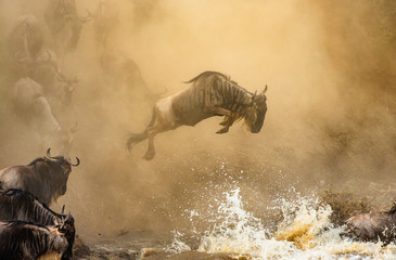 Wall Mural - wildebeest is jumping to the mara river. great migration. kenya. tanzania. maasai mara national park