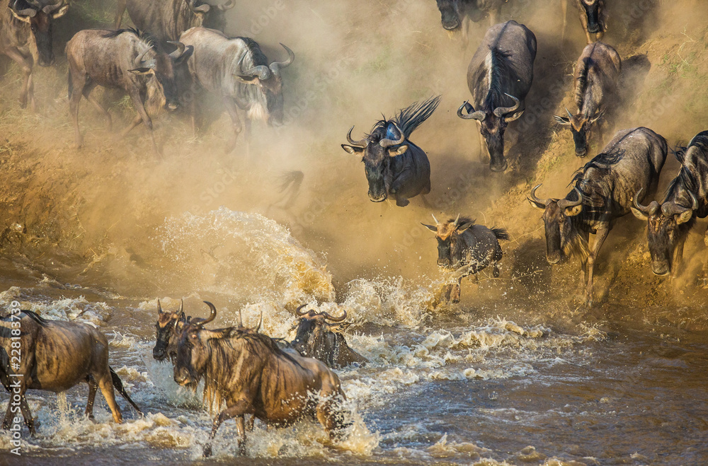 Wildebeests are crossing  Mara river. Great Migration. Kenya. Tanzania. Maasai Mara National Park.  - obrazy, fototapety, plakaty 