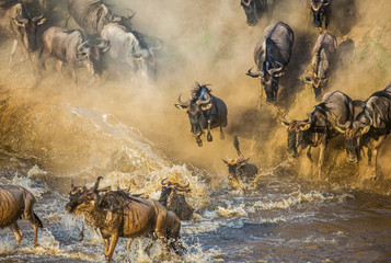 Wall Mural - wildebeests are crossing mara river. great migration. kenya. tanzania. maasai mara national park.