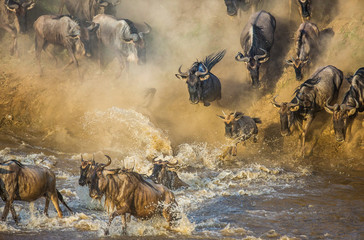Wall Mural - wildebeests are crossing mara river. great migration. kenya. tanzania. maasai mara national park.