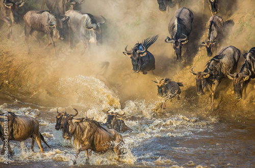 Cuadros en Lienzo Wildebeests are crossing Mara river