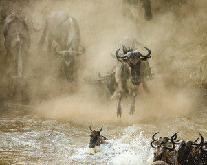 Wall Mural - wildebeests are crossing mara river. great migration. kenya. tanzania. maasai mara national park. an