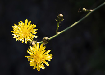 Two yellow flowers of wild dandelion