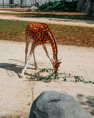 Giraffe eating foliage in an adapted zoo in Paris