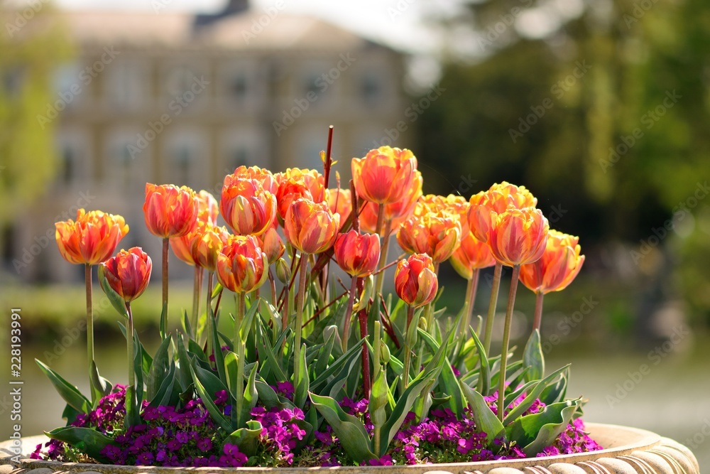 Close up of a plant pot full of tulips in the garden - obrazy, fototapety, plakaty 