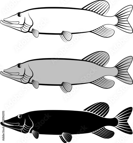 Fotomural pike fish - clip art illustration