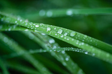 Grass With Water Drops