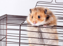 Syrian Hamster Trying To Escape From The Cage
