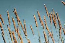 Closeup Of Golden Phragmites With Seeds, A Perennial Grass On Blue Sky Background. Mess Of Long Standing Dry Stems. Warm Colors Windy August Or Early Autumn Picture