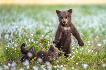 Wall Mural - brown bear cubs in the summer forest. bear cub stands on its hind legs. brown bear cubs playing on t