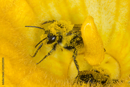 Cuadros en Lienzo Bee covered in yellow flower pollen macro