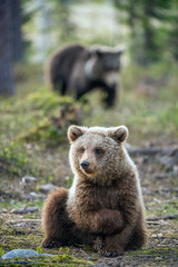 Wall Mural - brown bear cub in the summer forest. scientific name: ursus arctos.