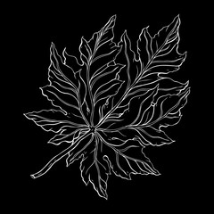 Sticker - Beautiful detailed leaf. Botanical Hand drawn Vector Outline leaves, isolated on white background. Hand drawn Monochrome realistic illustration