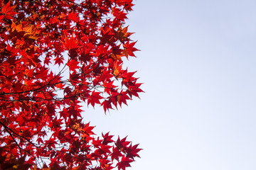 Sticker - Red maple leaves in autumn season with blue sky blurred background, taken from Korea.