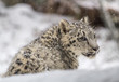 Snow leopard cub looking to the side as it snows