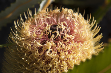 Wall Mural - Albany Australia, close-up of Banksia petiolaris flower