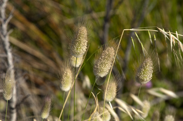 Wall Mural - Albany Australia, ears of native grass in torndirrup national park