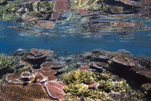 Coral Reef In Australia