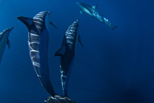 Dolphins Swimming Underwater