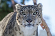 Snow leopard stares into the camera, close-up face portrait