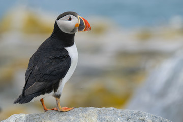 Poster - Atlantic Puffin, Machias Seal Island