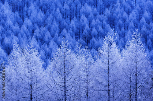 幻想的な冬の森 長野県霧ケ峰高原 Stock Photo Adobe Stock
