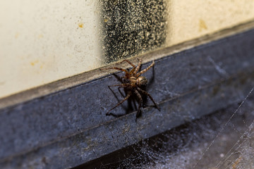 Orb Weaver Macro
