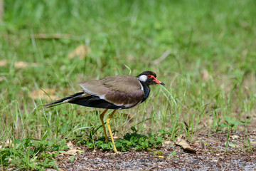 Wall Mural - Red-wattled lapwing is an Asian lapwing or large plover, a wader in the family Charadriidae. 