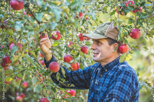 Fotomural A man harvesting a rich harvest of apples in the orchard