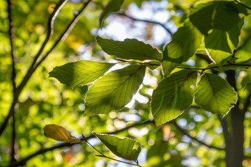 Wall Mural - green leaves of tree of a beech hanging at the tree in forest 