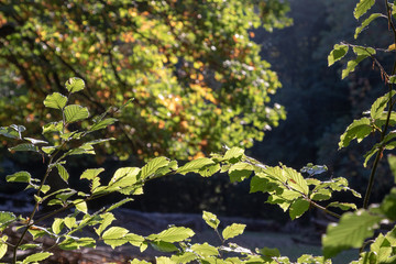 Wall Mural - Colorful leaves of an oak tree hanging in the sun in forest