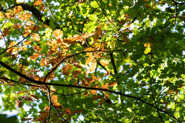 Wall Mural - colorful autumn leaves hanging at the tree in forest in the sunshine