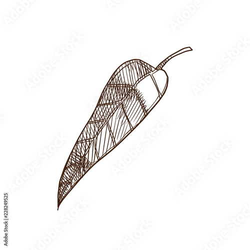 Tropical Fruit Mango Plant With Many Thin Leaves Decorative Tree