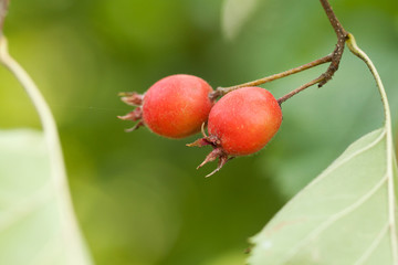 two berries ripening on a hawthorn branch in a summer park or forest