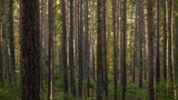 Fototapeta Las - Beautiful pine forest at sunset. Long tree trunks and small conifer plants on the ground.