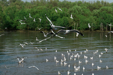 Wall Mural - White seagull birds flying high over the blue sea water in sunshine day and green forest background.