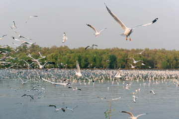 Wall Mural - White seagull birds flying high in the blue sky over the blue sea water with yellow sun light shining and green forest background.