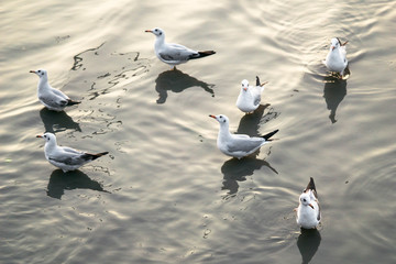 Wall Mural - Flock of white seagull birds chilling and floating on the surface  and wave of blue sea water  with yellow sun light shining background.