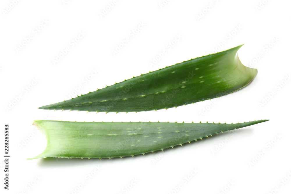 Aloe vera leaves on white background