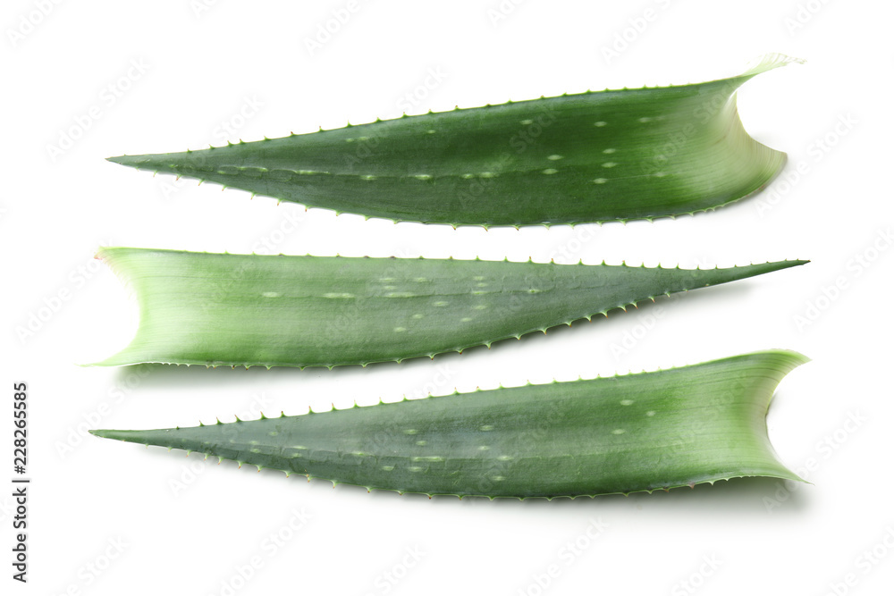 Aloe vera leaves on white background