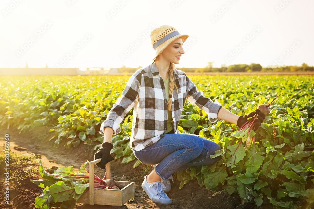 Female farmer gathering beetroot in field