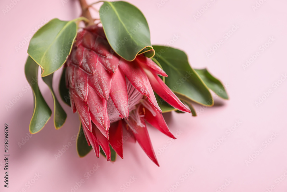 Beautiful tropical flower on color background