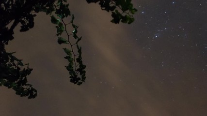 Wall Mural - milky way and stars moving across night sky with clouds and vine branches. time lapse