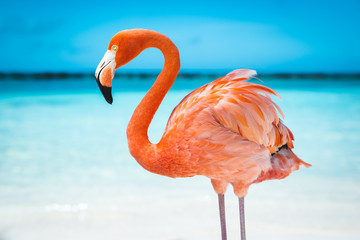 Plakat flamingo plaża słońce