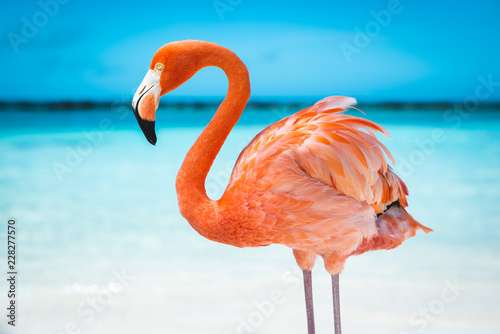 Foto  fenicottero rosa